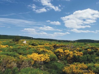 Stevenson avec un âne en liberté - France