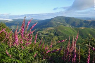 Chemins de Compostelle : Sarria - Santiago - Espagne