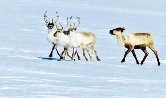 Ski de Rando dans les Fjords (Lyngen-Finmark) - Photo 9