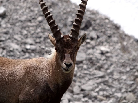Traversée du Grand Paradis - Photo 8