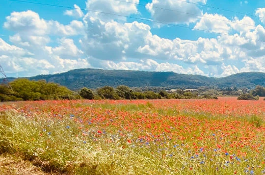 Le Rhône à vélo : Genève - Lyon - Photo 3