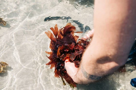 Week-end Réveillon à Roscoff - Photo 2