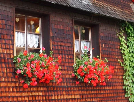 Traversée de la Forêt Noire en liberté - Photo 2