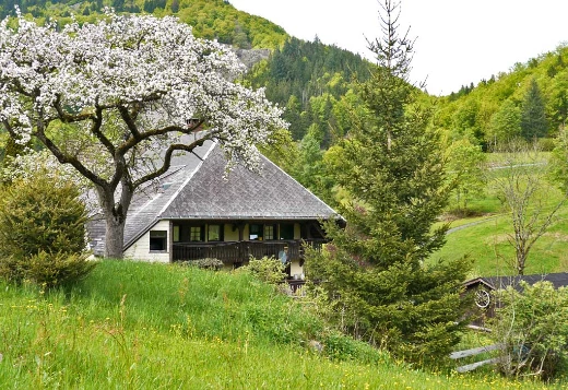 Traversée de la Forêt Noire en liberté - Photo 8