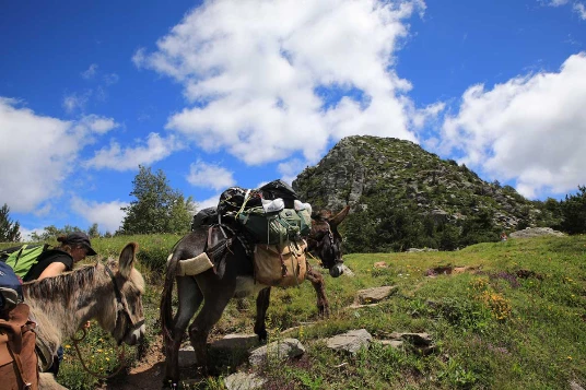 Ardèche en liberté avec un âne - Photo 1