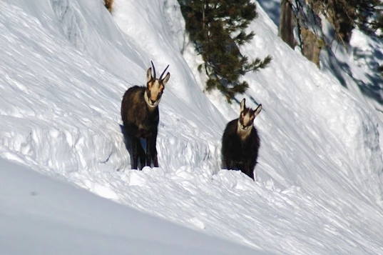 WE Réveillon au coeur du Queyras - Photo 1