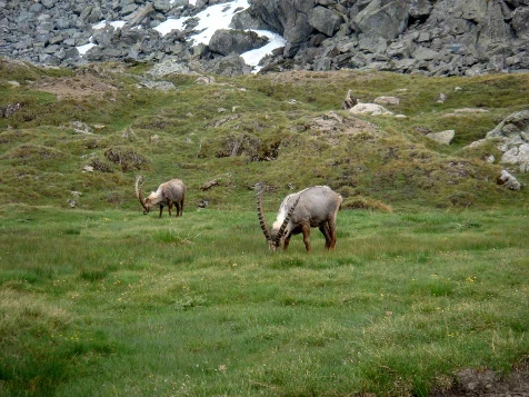 Grand Paradis en liberté - Photo 6