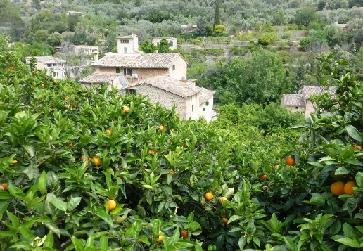 Les baleares : Majorque en liberté - Photo 3