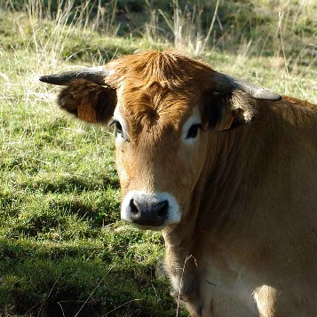 Aubrac : Les Grands Espaces en liberté - Photo 10