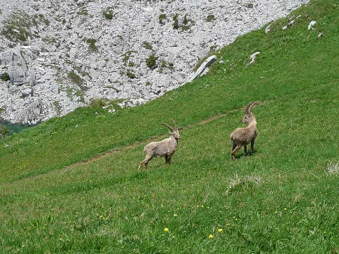 Sommets en Abondance - Photo 6