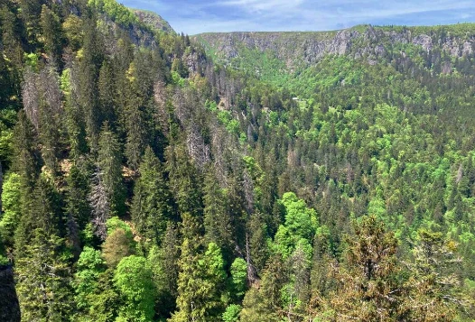Rando & Bien Etre dans les Hautes Vosges - Photo 13
