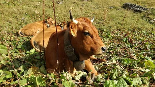 Tour du Beaufortain en liberté - Photo 7