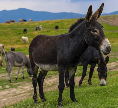 Stevenson avec un âne en liberté - Photo 2