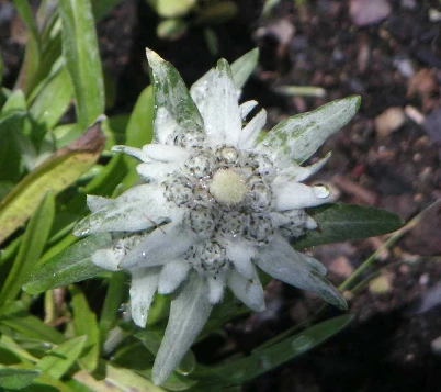 Rando & Bien Etre dans les Bauges - Photo 3