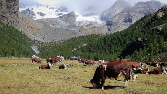 Cimes et Lacs du Mont-Rose - Photo 5