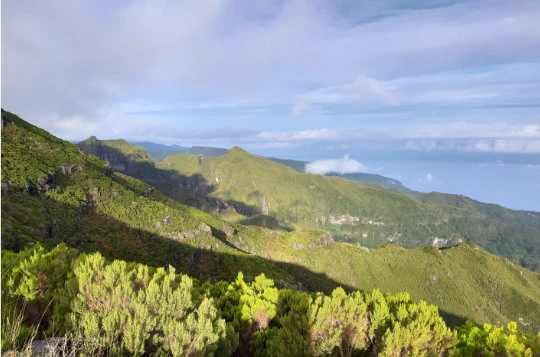 MADERE EN LIBERTE - Photo 1