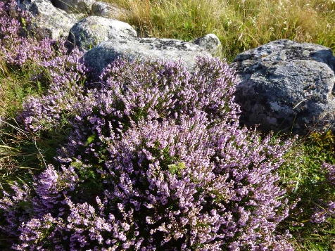 Saint Jacques de Compostelle en famille - Photo 6