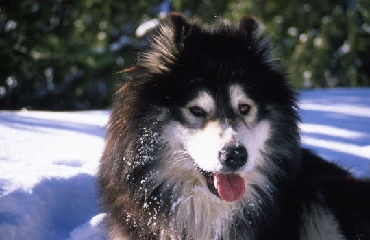Cocktail Neige en Vallée de Névache - Photo 4