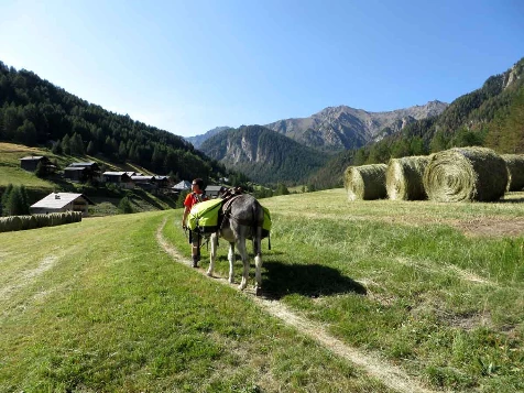 Rando Queyras avec un âne - Photo 1