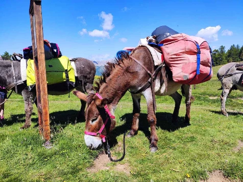 Rando Queyras avec un âne - Photo 3