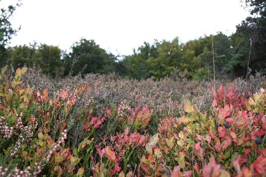 Stevenson : de Chasserades a St Jean du Gard - Photo 3