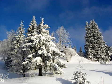 Traversée de la Haute Forêt Noire - Photo 2