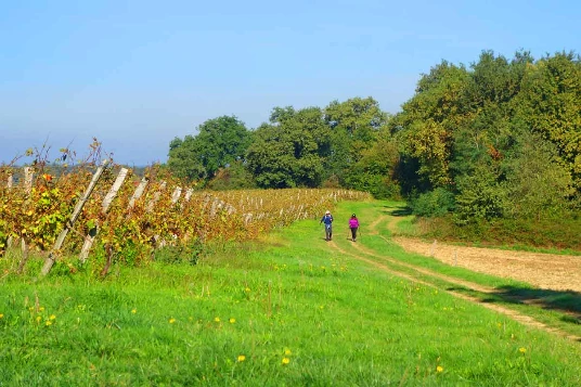 Chemins de Compostelle : Lectoure - Aire sur Adour - Photo 2