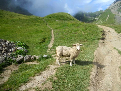 Tour du Mont Blanc Complet en liberté - Photo 2