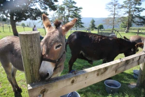 Ardèche en liberté avec un âne - Photo 2