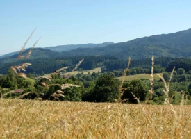 Chemins de Compostelle : Charlieu - Montbrison - Photo 2