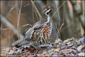 Retrouvance® : Haute-Provence - Photo 1