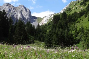 Grand Paradis en liberté - Photo 3