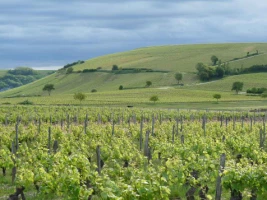 La Loire à Vélo, Nevers - Orléans - Photo 1