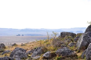Aubrac : Les Grands Espaces en liberté - Photo 3