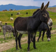 Stevenson avec un âne en liberté - Photo 2