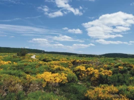 Stevenson avec un âne en liberté - Photo 1