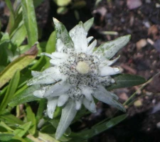 Rando & Bien Etre dans les Bauges - Photo 3