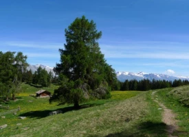 Les Bisses du Valais en Liberté - Photo 1