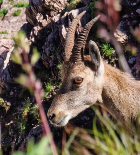 Le Chablais, ça nous connaît !