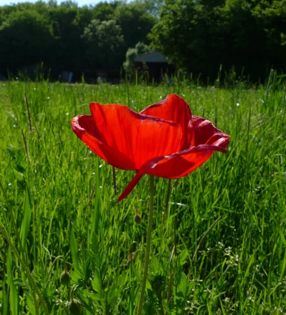 Le printemps dans le Jura