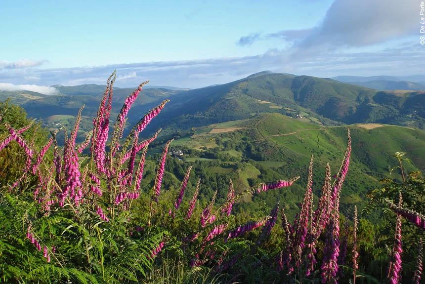 Chemins de Compostelle : Sarria - Santiago - 
